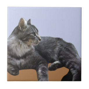 Azulejo De Cerâmica Bonita Gato Relaxante
