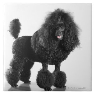 Azulejo De Cerâmica Bonito, aparado, preto, corpo completo da caniche