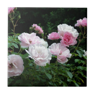 Azulejo De Cerâmica bonito arbustos cor-de-rosa e rosa branca. Floral,