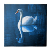 Bonito cisne branco flutuando num lago azul
