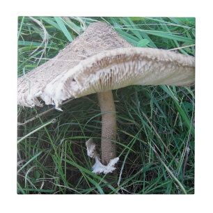 Azulejo De Cerâmica Bonito cogumelo grande
