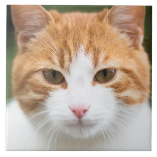 Azulejo De Cerâmica Bonito gato vermelho