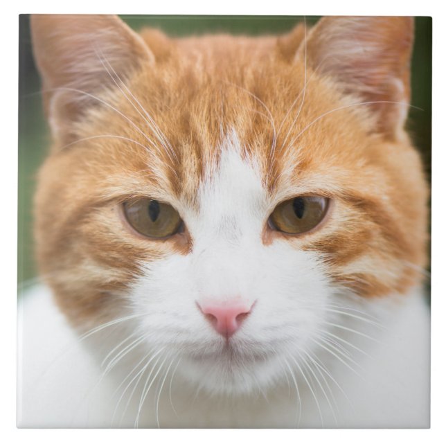 Azulejo De Cerâmica Bonito gato vermelho (Frente)
