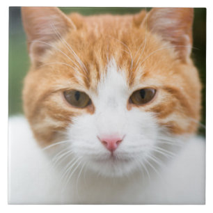 Azulejo De Cerâmica Bonito gato vermelho