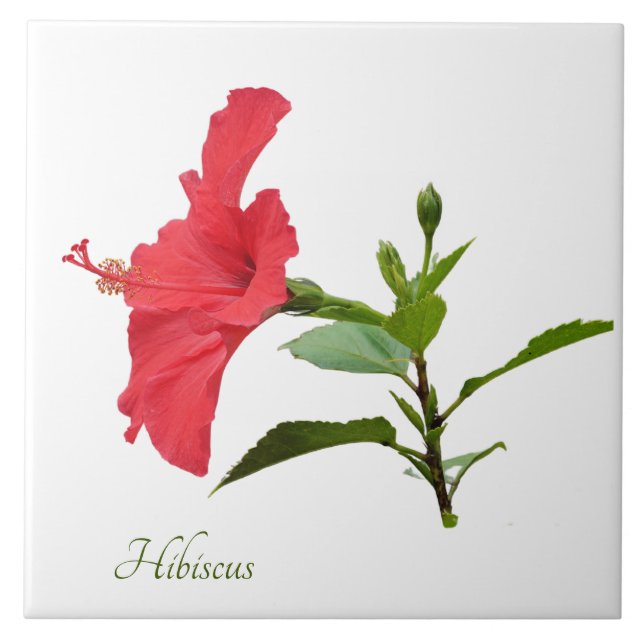 Azulejo De Cerâmica Bonito hibisco vermelho no branco (Frente)