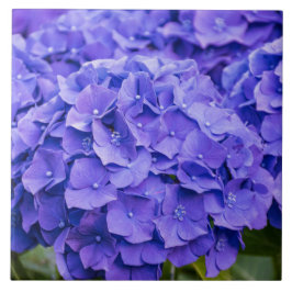 Azulejo De Cerâmica Bonito Hydrangeas de Verão Roxo