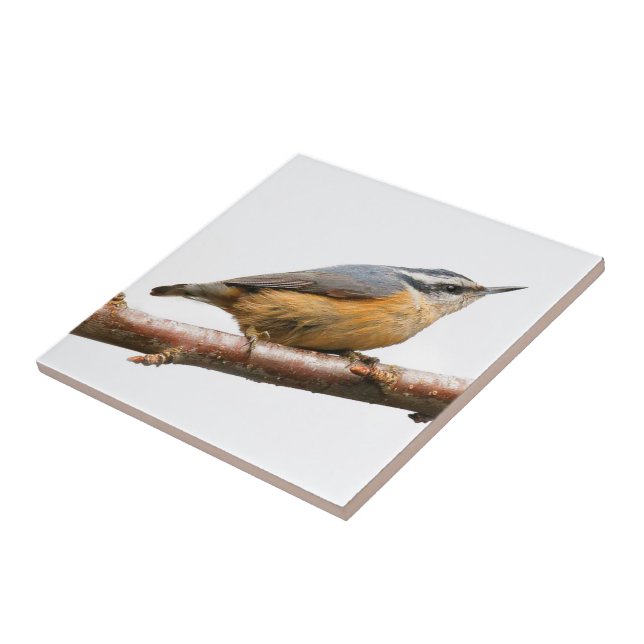 Azulejo De Cerâmica Bonito Nuthatch Vermelho em um Ramo (Lateral)