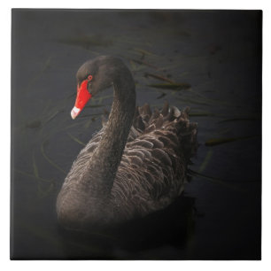 Azulejo De Cerâmica Bonito Swan Negro com Bright Beak Vermelho