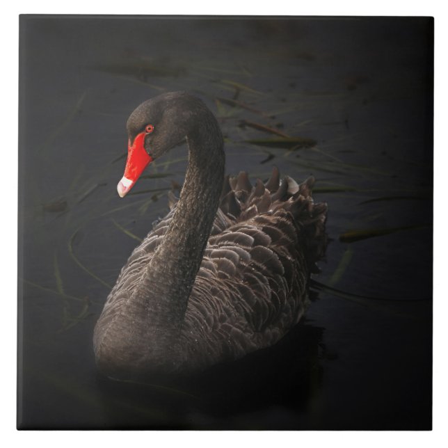 Azulejo De Cerâmica Bonito Swan Negro com Bright Beak Vermelho (Frente)
