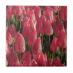 Azulejo De Cerâmica Bonito Tulipas Rosa