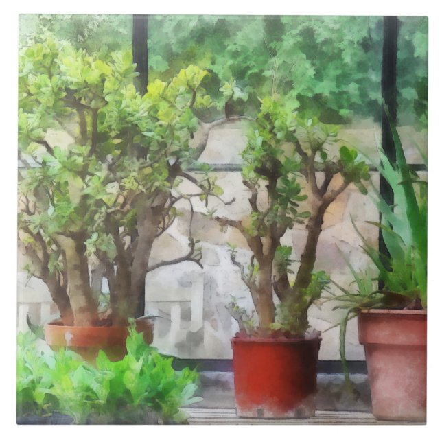 Azulejo De Cerâmica Bonsai em Estufa (Frente)