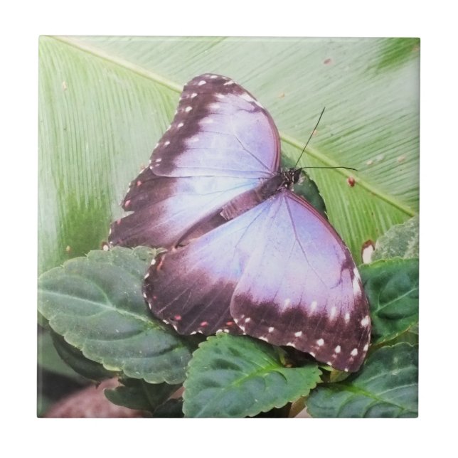 Azulejo De Cerâmica Borboleta azul (Frente)