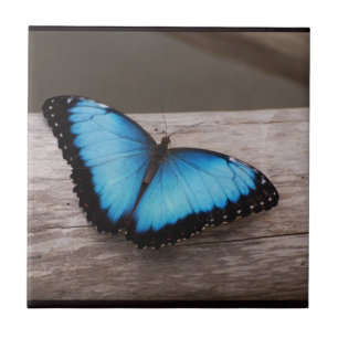 Azulejo De Cerâmica Borboleta azul de Morpho