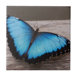 Azulejo De Cerâmica Borboleta azul de Morpho