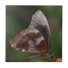 Azulejo De Cerâmica Borboleta Branca e Marrom em Flor Vermelha