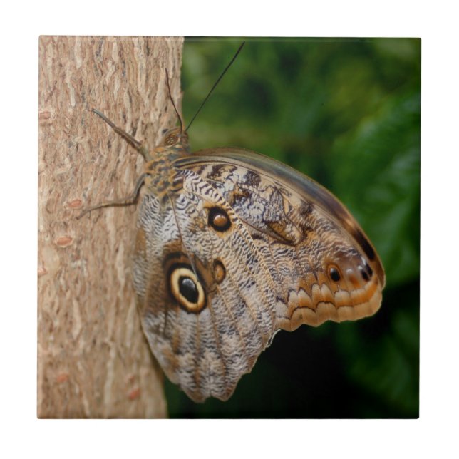 Azulejo De Cerâmica Borboleta Castanha (Frente)