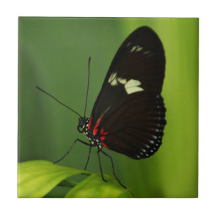 Azulejo De Cerâmica Borboleta com Folha Verde com Asas Negras e Vermel