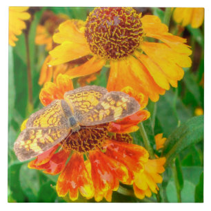 Azulejo De Cerâmica Borboleta Crescente Pérola em Sneezeweed