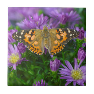 Azulejo De Cerâmica Borboleta de Asa Angular em Flor de Cone