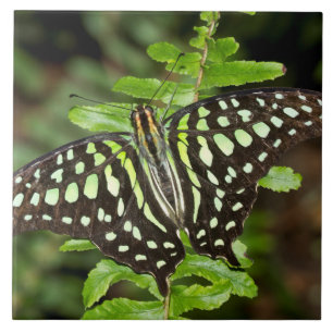 Azulejo De Cerâmica Borboleta-de-jay