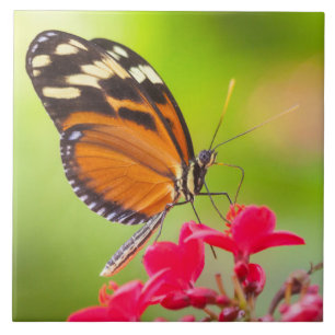 Azulejo De Cerâmica Borboleta de longa-asa sobre uma flor vermelha