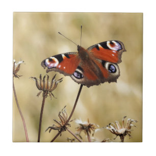 Azulejo De Cerâmica Borboleta de Peacock