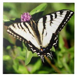 Azulejo De Cerâmica Borboleta de Swallowtail do tigre. Papilio glacus.