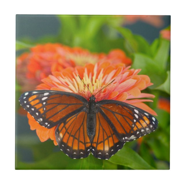 Azulejo De Cerâmica Borboleta de vice-rei em Orange Zinnias (Frente)