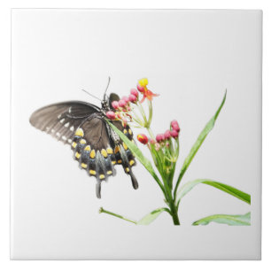 Azulejo De Cerâmica Borboleta em Milkweed Blooms, em branco