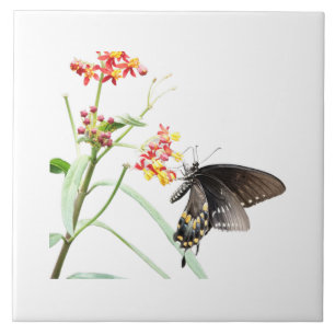 Azulejo De Cerâmica Borboleta em Milkweed Blooms, em branco