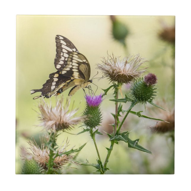 Azulejo De Cerâmica Borboleta gigante (Frente)