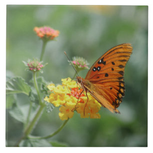 Azulejo De Cerâmica Borboleta Gulf Fritillary Esticada