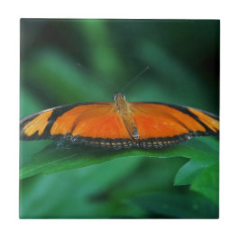 Azulejo De Cerâmica Borboleta laranja brilhante e preta na folha