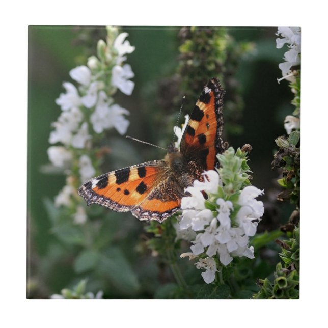 Azulejo De Cerâmica Borboleta Laranja e Brilhantes Brancos (Frente)