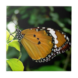 Azulejo De Cerâmica Borboleta laranja, preta e branca na folha
