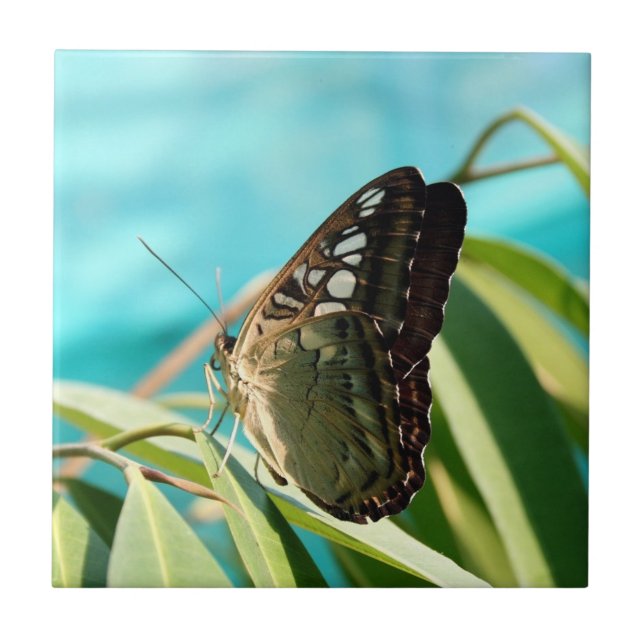 Azulejo De Cerâmica Borboleta Marrom com Asas Fechadas (Frente)