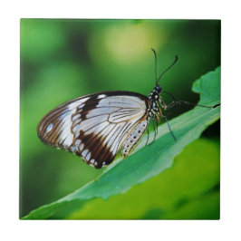 Azulejo De Cerâmica Borboleta Marrom Escuro e Cinza