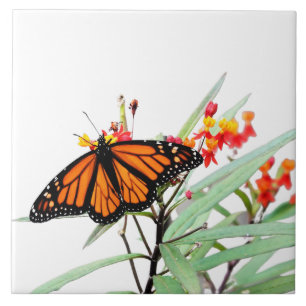 Azulejo De Cerâmica Borboleta Monarca em Sangue Milkweed, em Branco