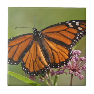 Azulejo De Cerâmica Borboleta-monarca macho em Asclepias incarnata