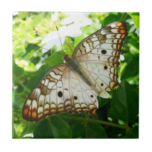 Azulejo De Cerâmica Borboleta no Jasmin Flor Tropical Fotografia da Na