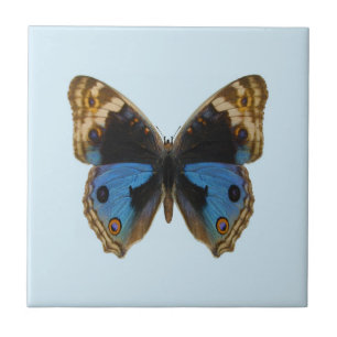 Azulejo De Cerâmica Borboleta Pansy Azul
