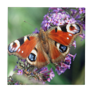 Azulejo De Cerâmica Borboleta Peacock