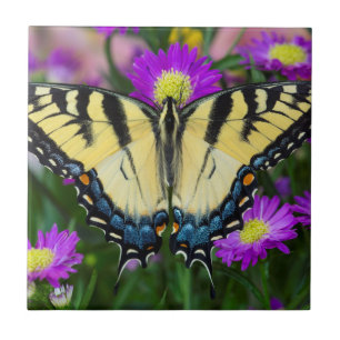 Azulejo De Cerâmica Borboleta Rabo de Andorinha em margarida