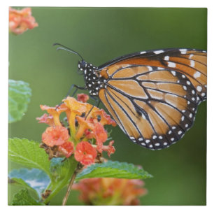 Azulejo De Cerâmica Borboleta soldado (Danaus eresimus) se alimentando
