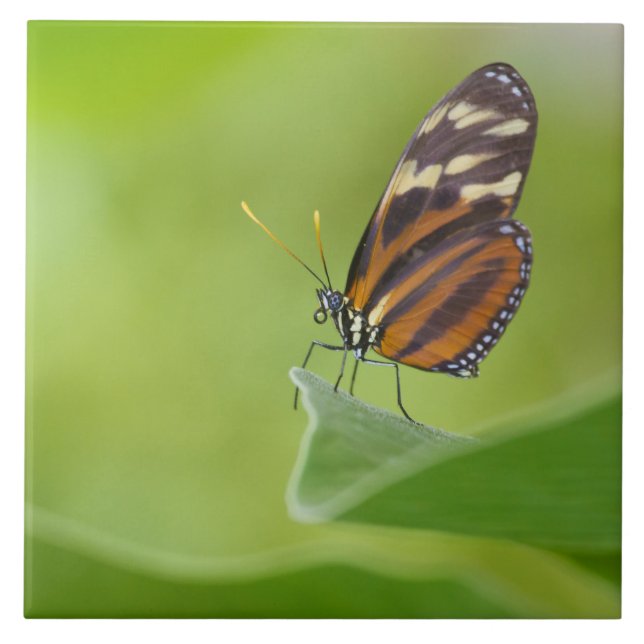 Azulejo De Cerâmica borboleta Tiger Longwing (Frente)