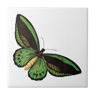 Azulejo De Cerâmica Borboleta verde bonita