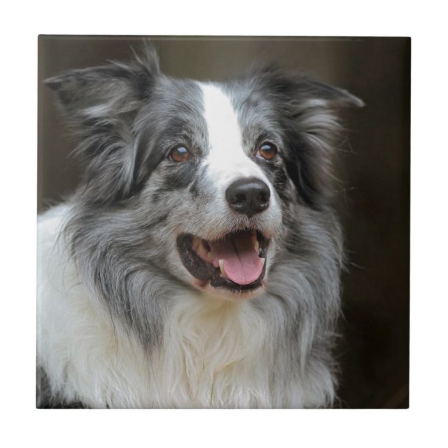 Azulejo De Cerâmica Border collie (Frente)