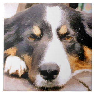 AZULEJO DE CERÂMICA  BORDER COLLIE