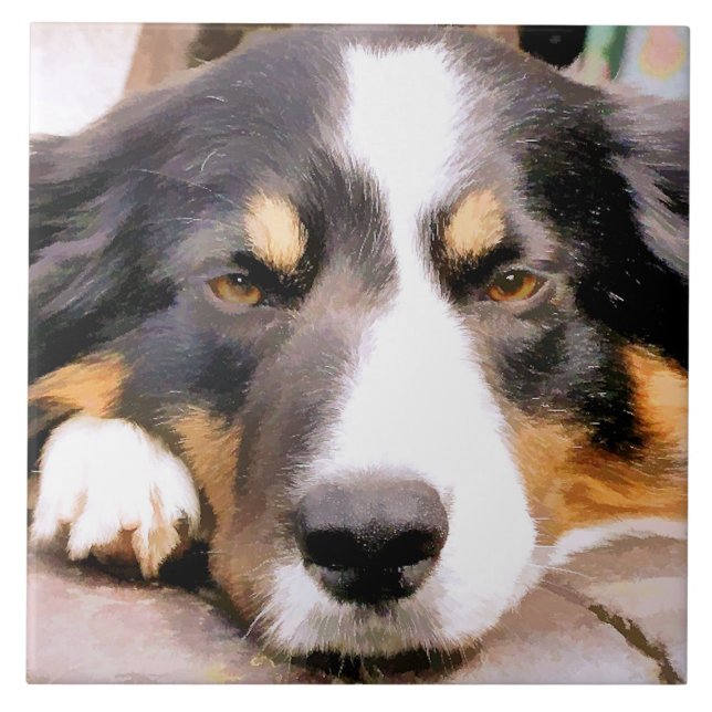 AZULEJO DE CERÂMICA  BORDER COLLIE (Frente)