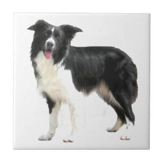 Azulejo De Cerâmica Border Collie (em pé)